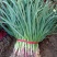 安阳内黄蒜苗大量上市，一手货源，产地直供，量大价优