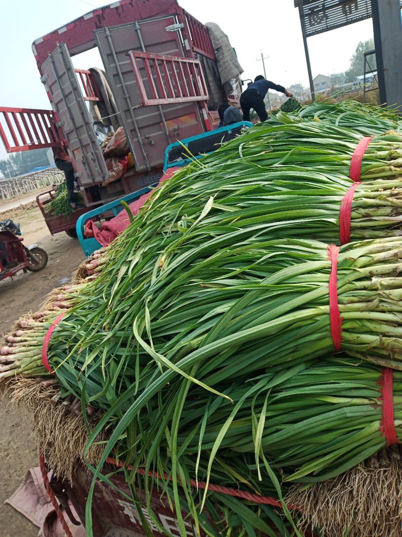 安阳内黄蒜苗大量上市，一手货源，产地直供，量大价优