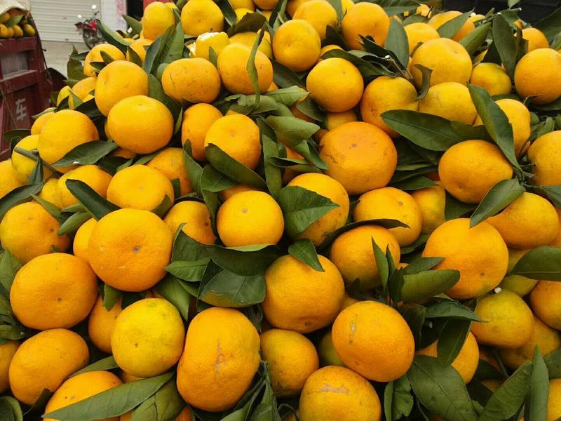 陕西蜜橘处于高山，风口浪尖之上口感纯正美味多汁