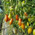 小番茄苗、千禧苗、粉贝贝苗、绿宝石苗、紫迷彩苗