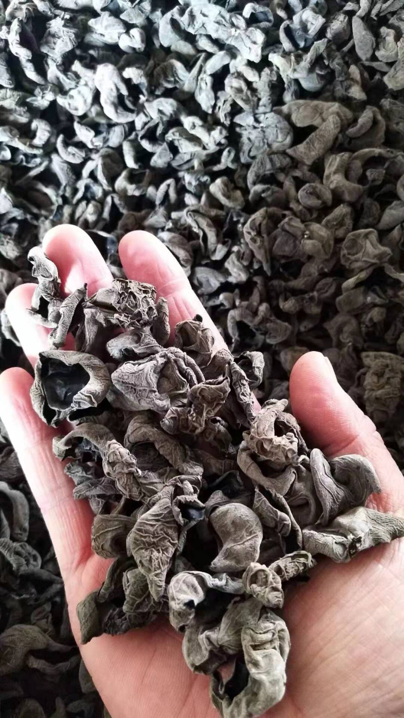 东北产地直发小碗秋细筋秋木耳