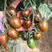 千禧小番茄果苗、抗病毒贝贝小番茄苗、迷彩小番茄苗