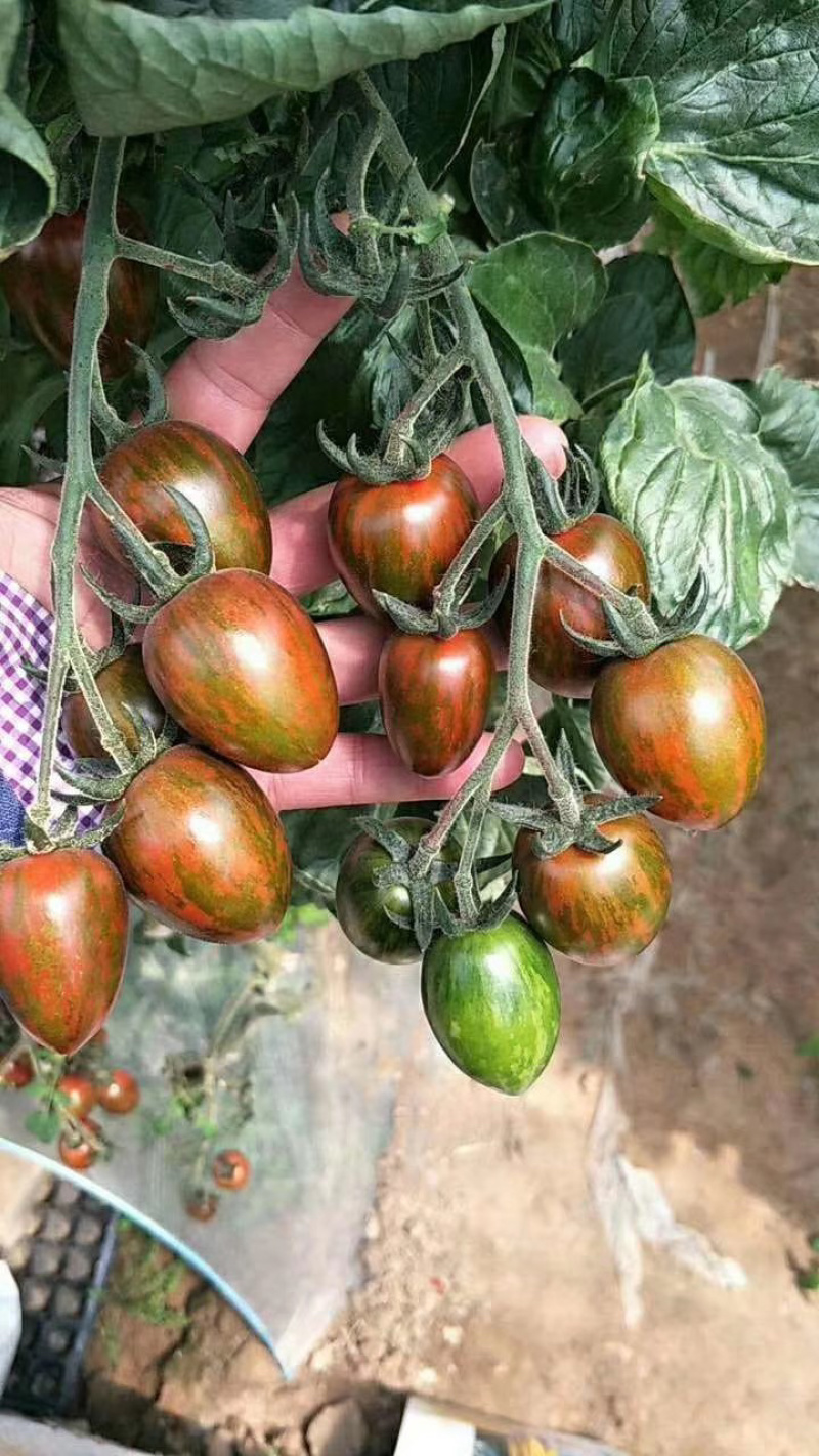 千禧小番茄果苗、抗病毒贝贝小番茄苗、迷彩小番茄苗
