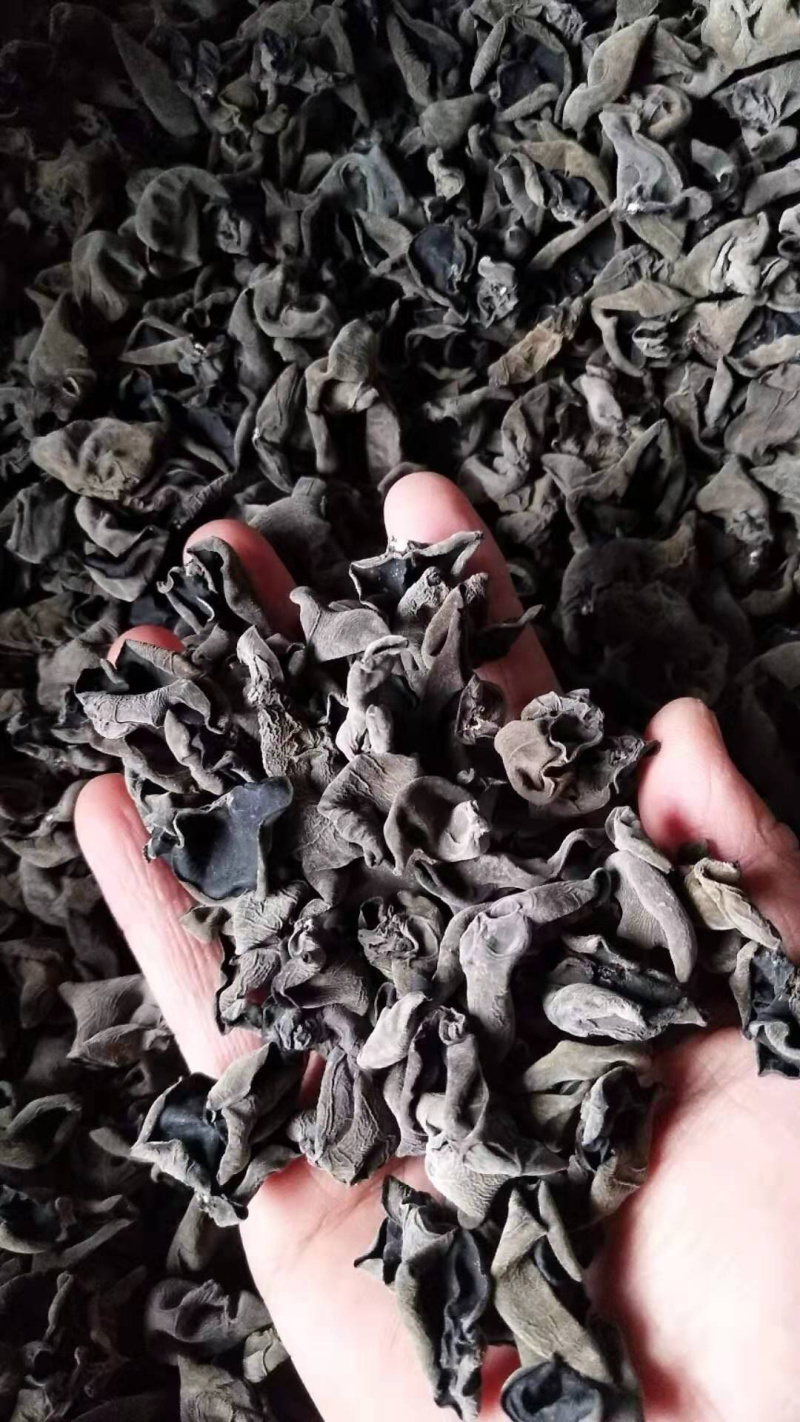 东北东宁产地直发大地黑厚木耳