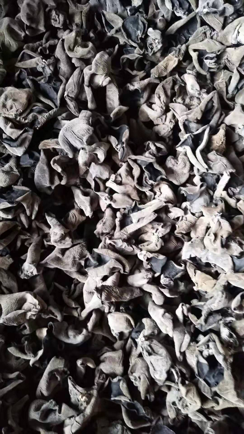 东北东宁产地直发大地黑厚木耳
