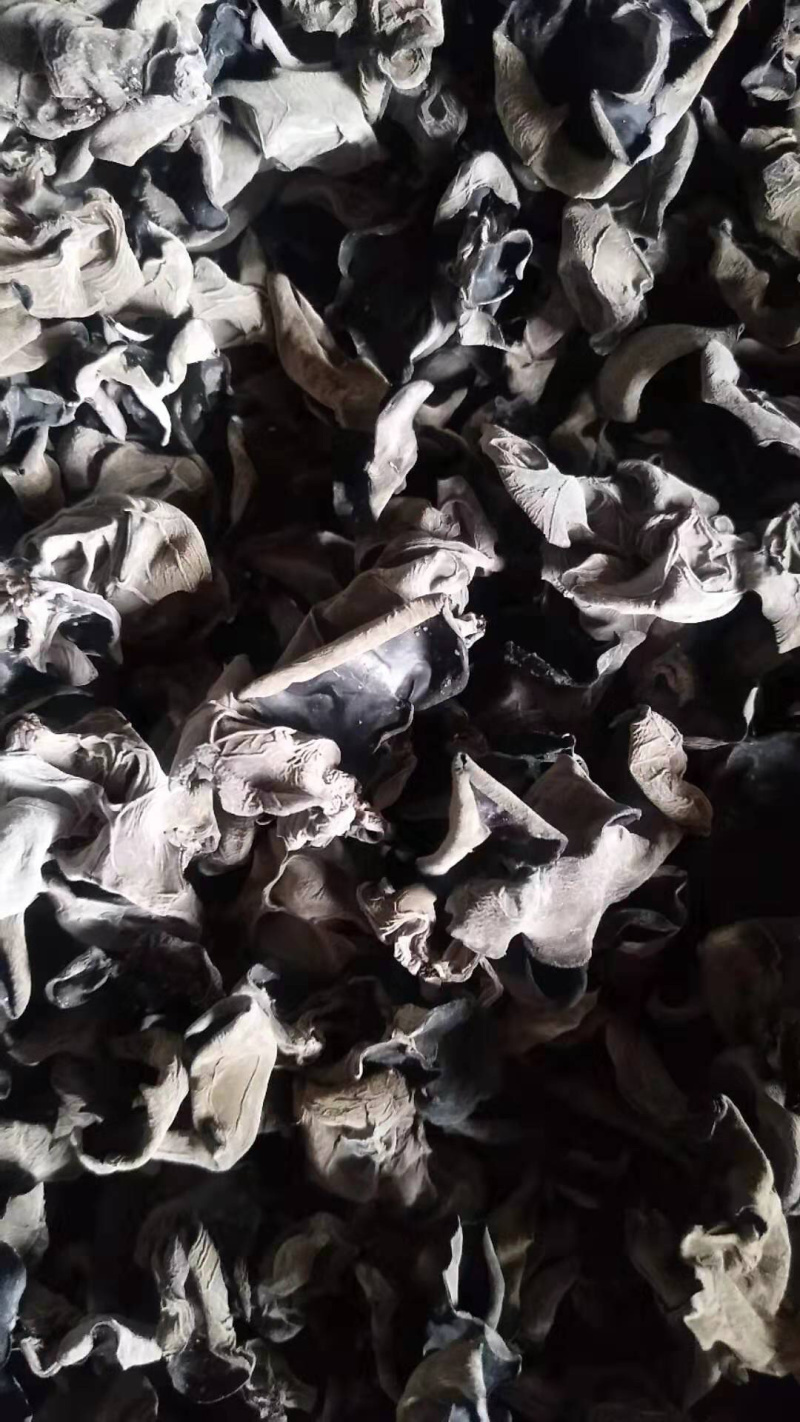 东北东宁产地直发大地黑厚木耳