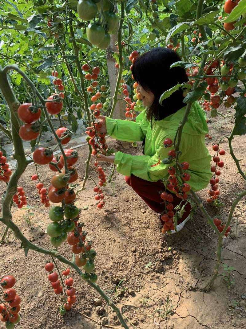 千禧小番茄果苗、抗病毒贝贝小番茄苗、迷彩小番茄苗