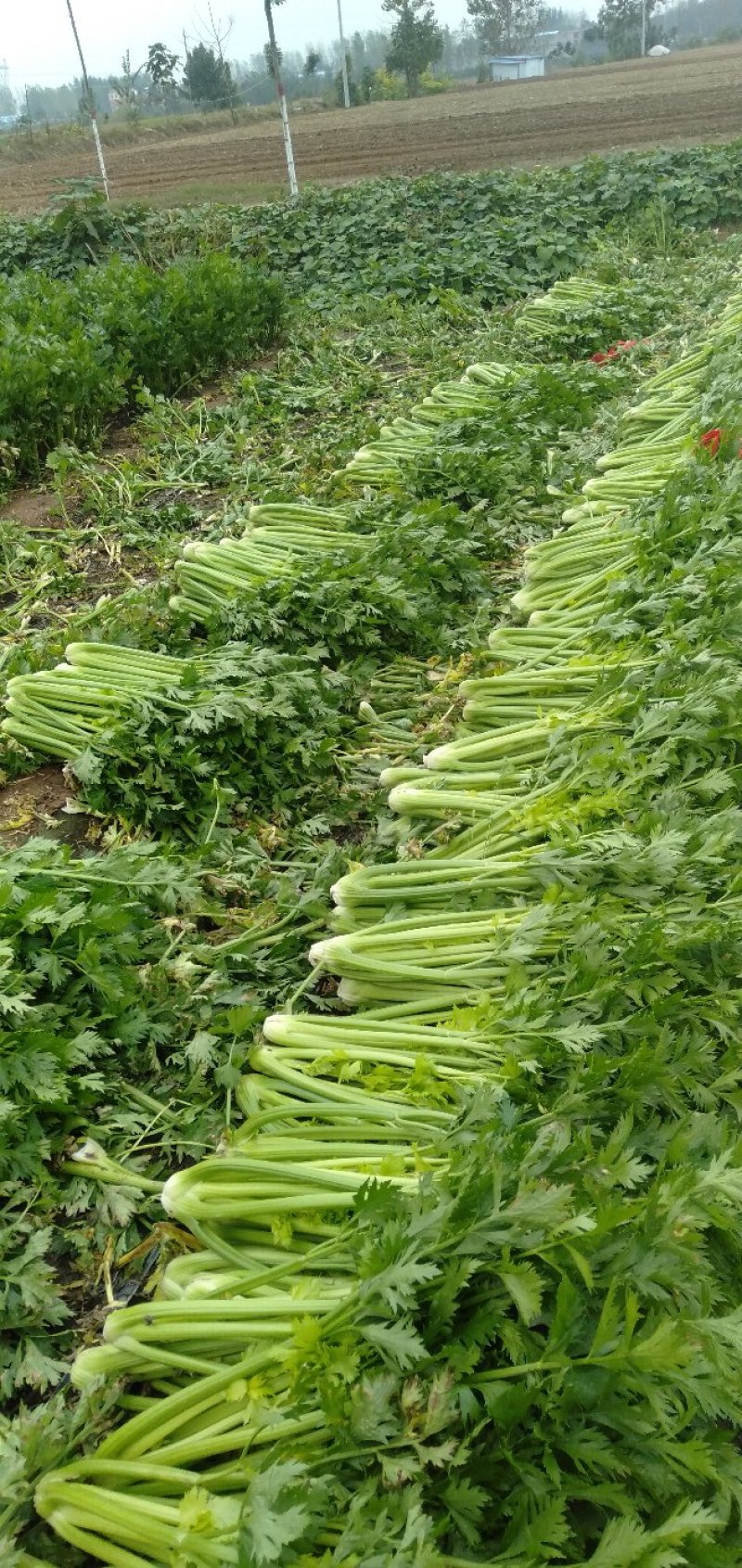 芹菜西芹文图拉