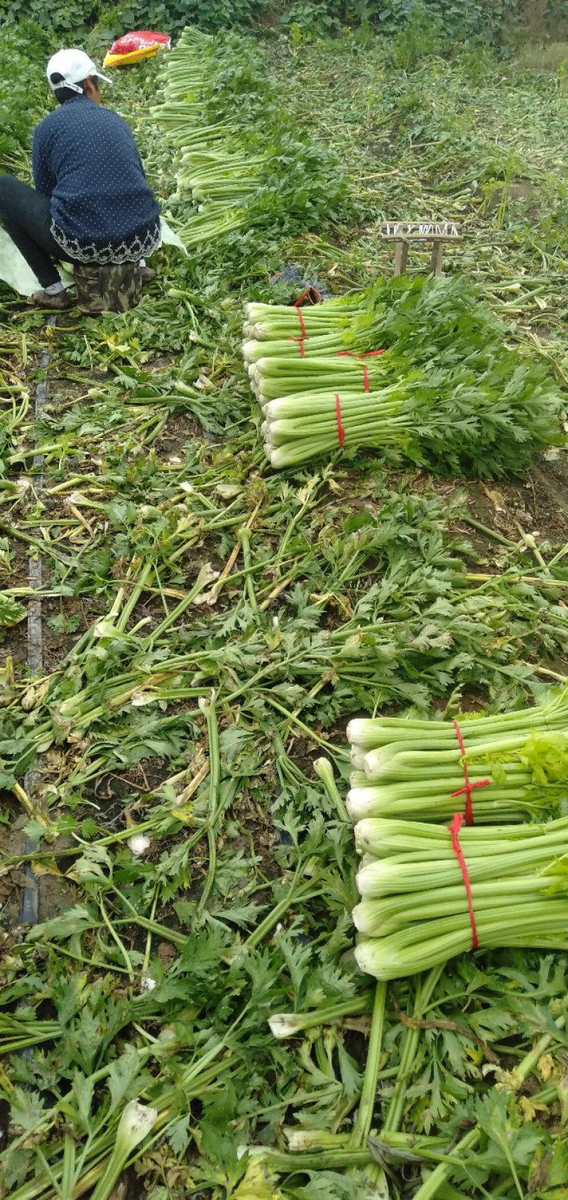 芹菜西芹文图拉
