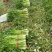 芹菜西芹文图拉