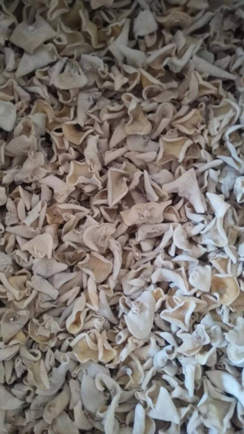白玉木耳颜色白，代茸