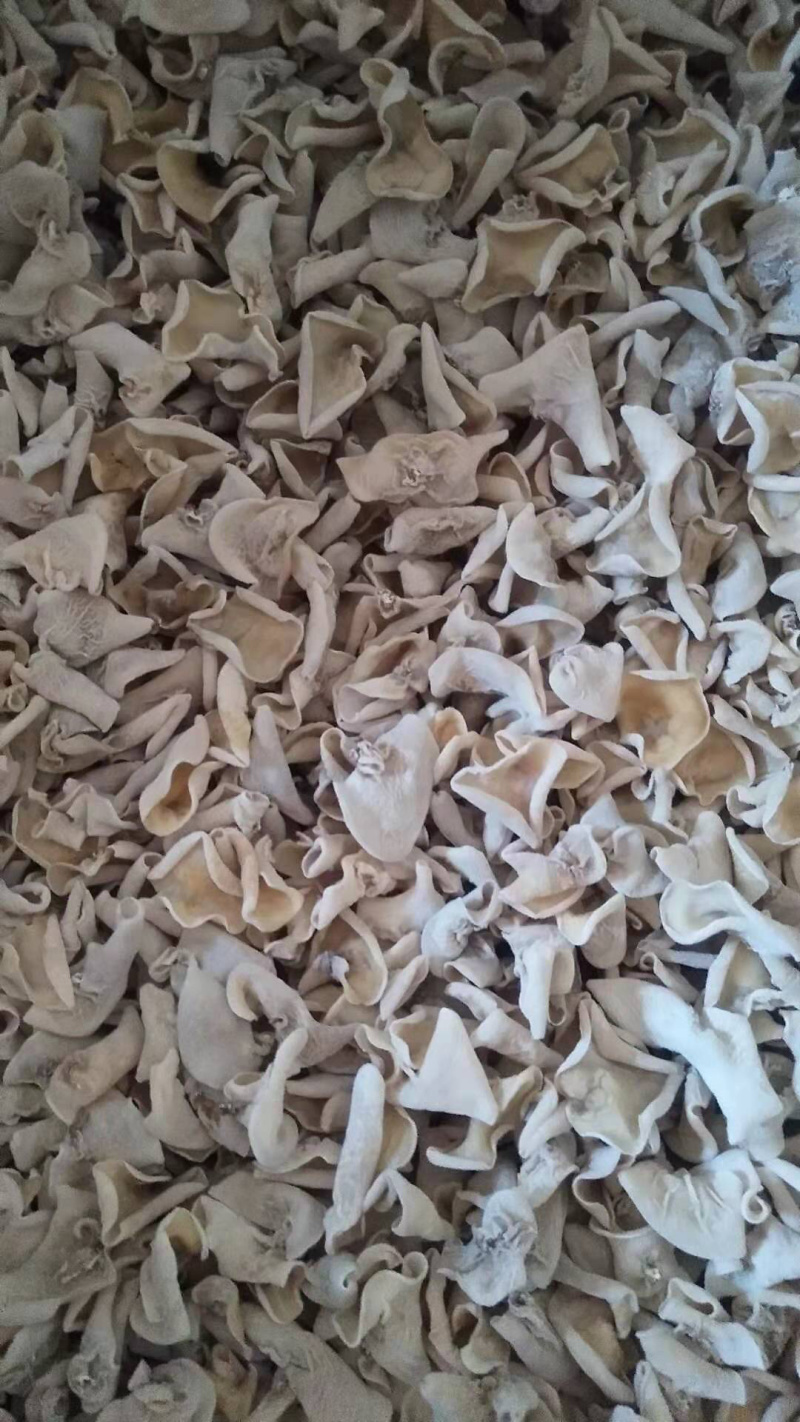 白玉木耳颜色白，代茸