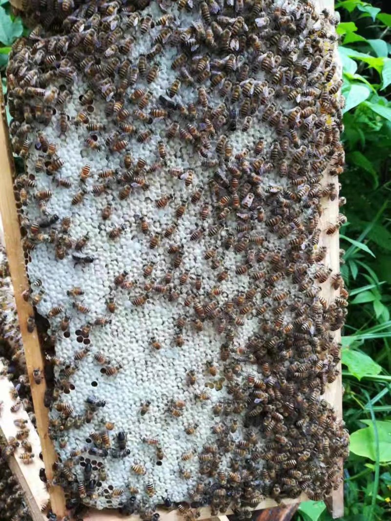 大量出售蜂种，自产土蜂蜜