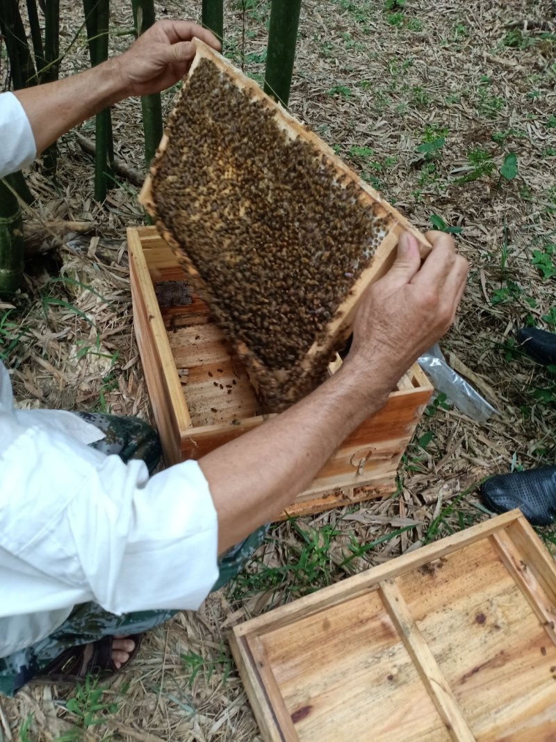 大量出售蜂种，自产土蜂蜜