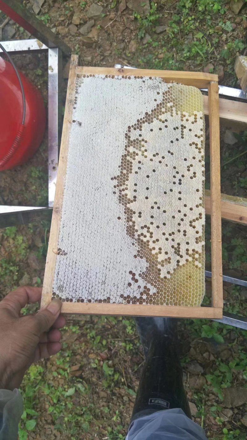 大量出售蜂种，自产土蜂蜜