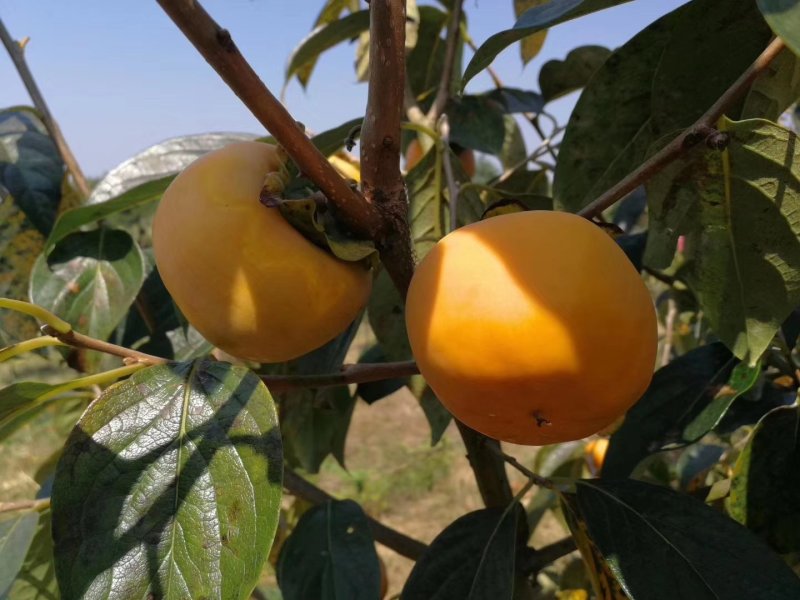 阳丰甜柿树苗诚信经营品质保证