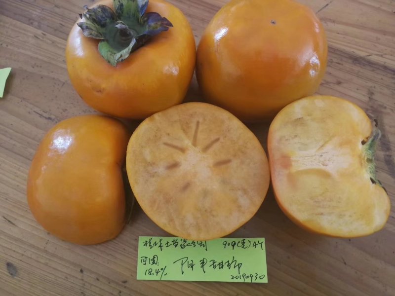 阳丰甜柿树苗诚信经营品质保证