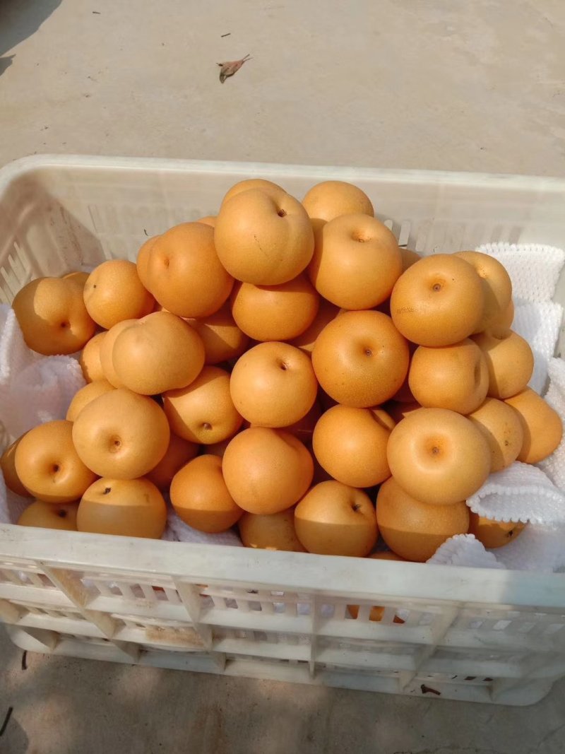 晚秋黄梨，大量供应，馆陶县众康黄金梨专业合作社
