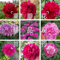 芍药观赏芍药鲜切花品种保品种保成活常年供应