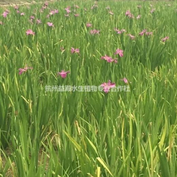 物美价廉的鸢尾，工地用苗