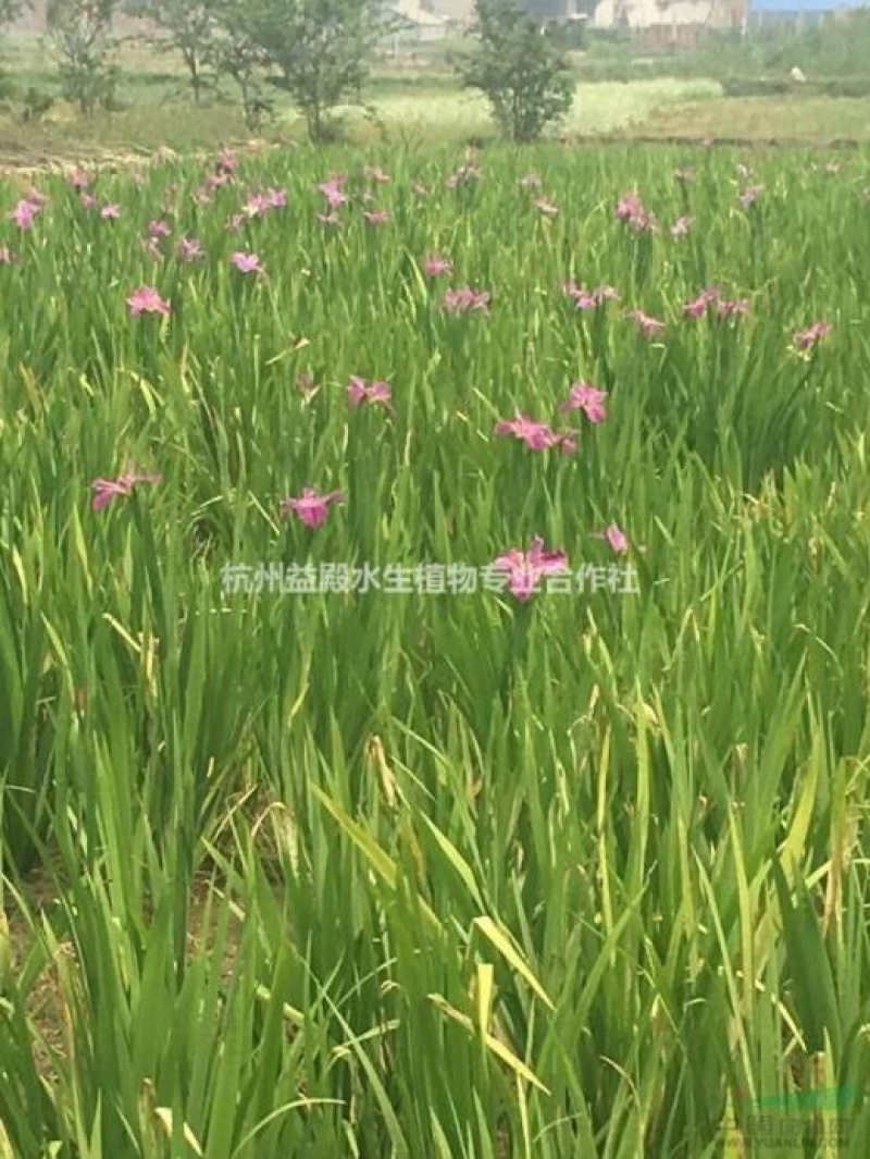 物美价廉的鸢尾，工地用苗
