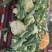 河南通许精品散花，白面青梗松花菜大量供应