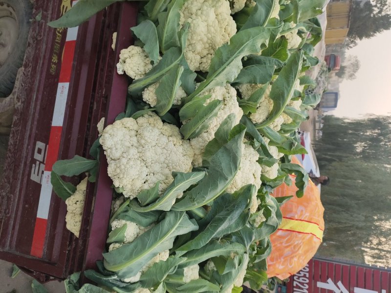 河南通许精品散花，白面青梗松花菜大量供应