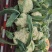 河南通许精品散花，白面青梗松花菜大量供应