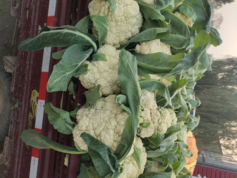 河南通许精品散花，白面青梗松花菜大量供应