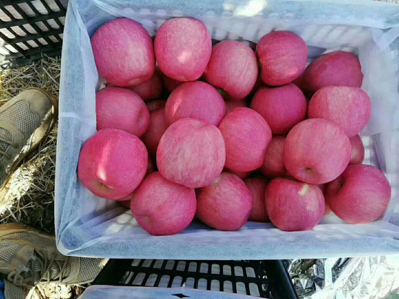 辽宁绥中寒富士苹果大量供应绥中寒富士苹果