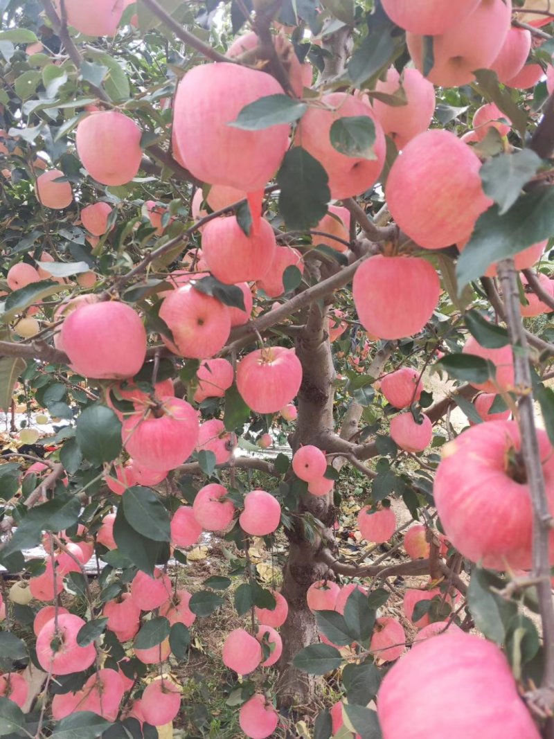 辽宁绥中寒富士苹果大量供应绥中寒富士苹果