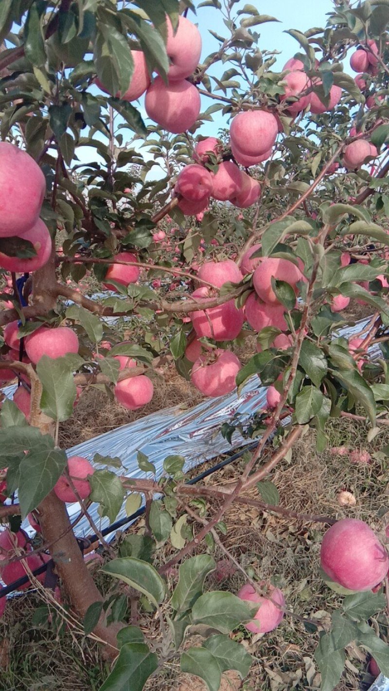 辽宁绥中寒富士苹果大量供应绥中寒富士苹果