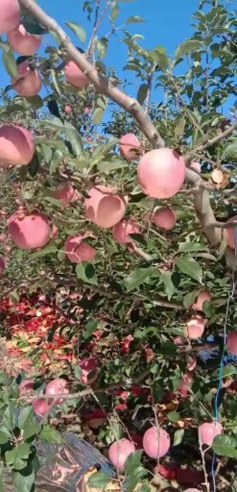辽宁绥中寒富士苹果大量供应绥中寒富士苹果