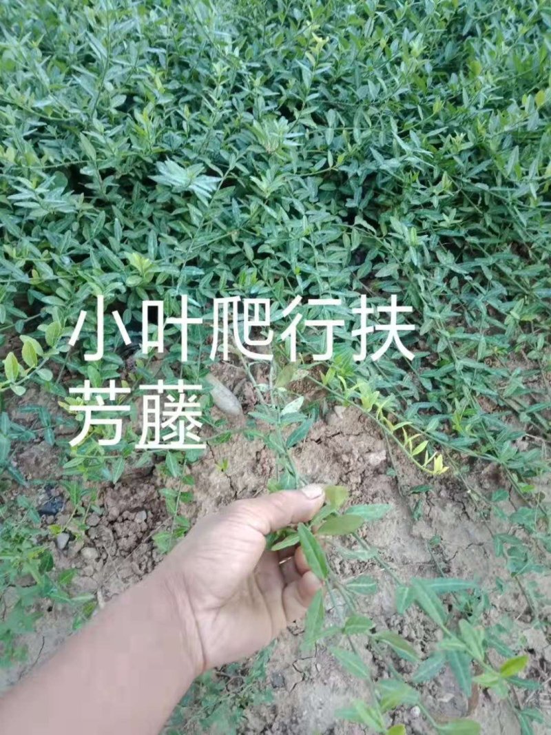 扶芳藤（扶芳藤苗）小叶扶芳藤大叶扶芳藤！爬行卫矛绿化苗木