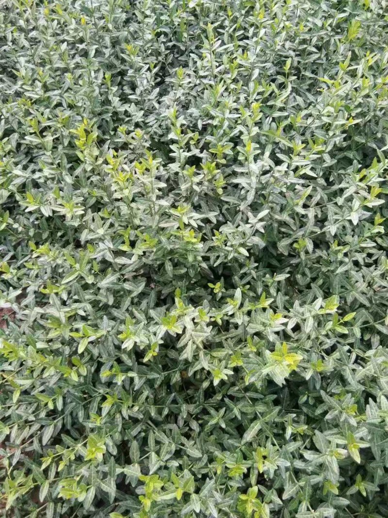 扶芳藤（扶芳藤苗）小叶扶芳藤大叶扶芳藤！爬行卫矛绿化苗木