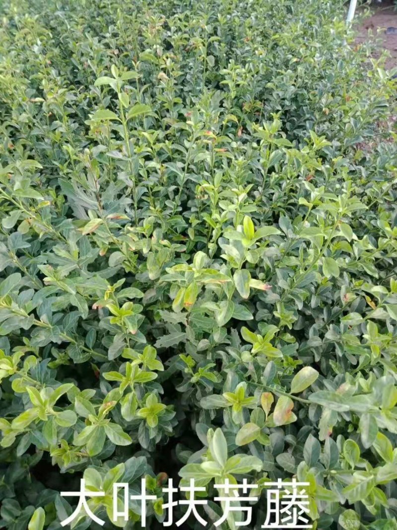 扶芳藤（扶芳藤苗）小叶扶芳藤大叶扶芳藤！爬行卫矛绿化苗木
