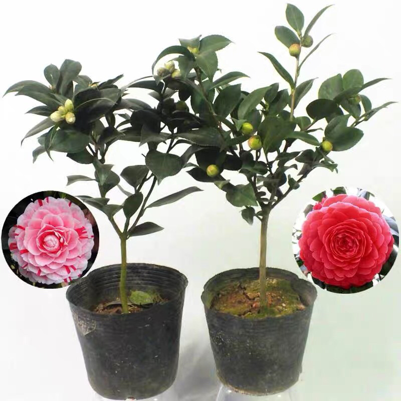 带花苞茶花盆栽树苗香妃五色赤丹山茶花开花不断四季花卉