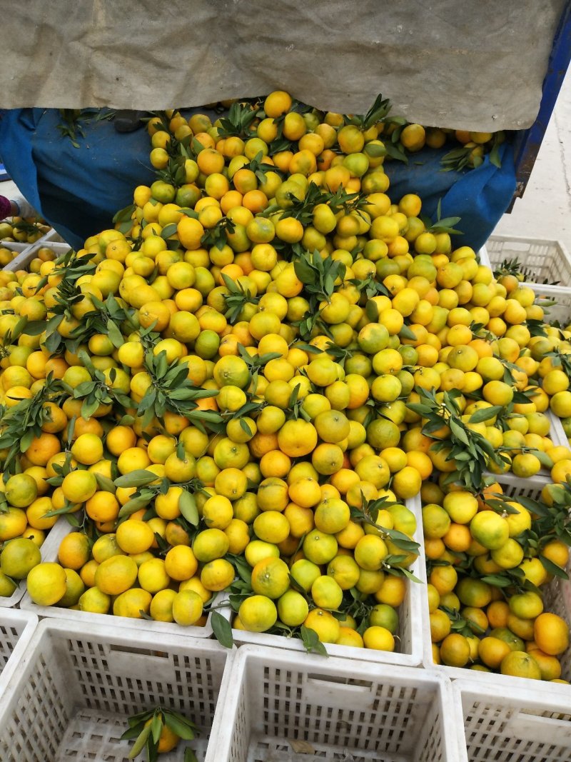 湖北丹江口库区高山优质无核小叶蜜橘大量供应