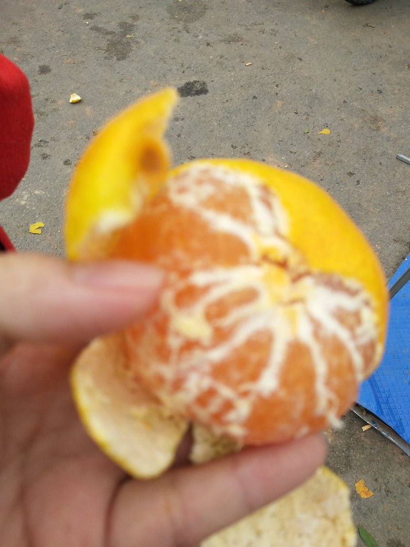 湖北丹江口库区高山优质无核小叶蜜橘大量供应