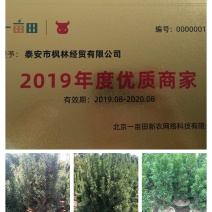 红豆杉苗，红豆杉树苗，曼地亚红豆杉树苗20~30cm