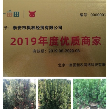 红豆杉苗,红豆杉树苗,曼地亚红豆杉树苗20~30cm