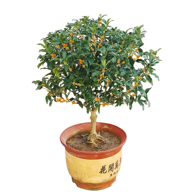 桂花树四季桂八月桂花苗沉香桂金桂庭院耐寒