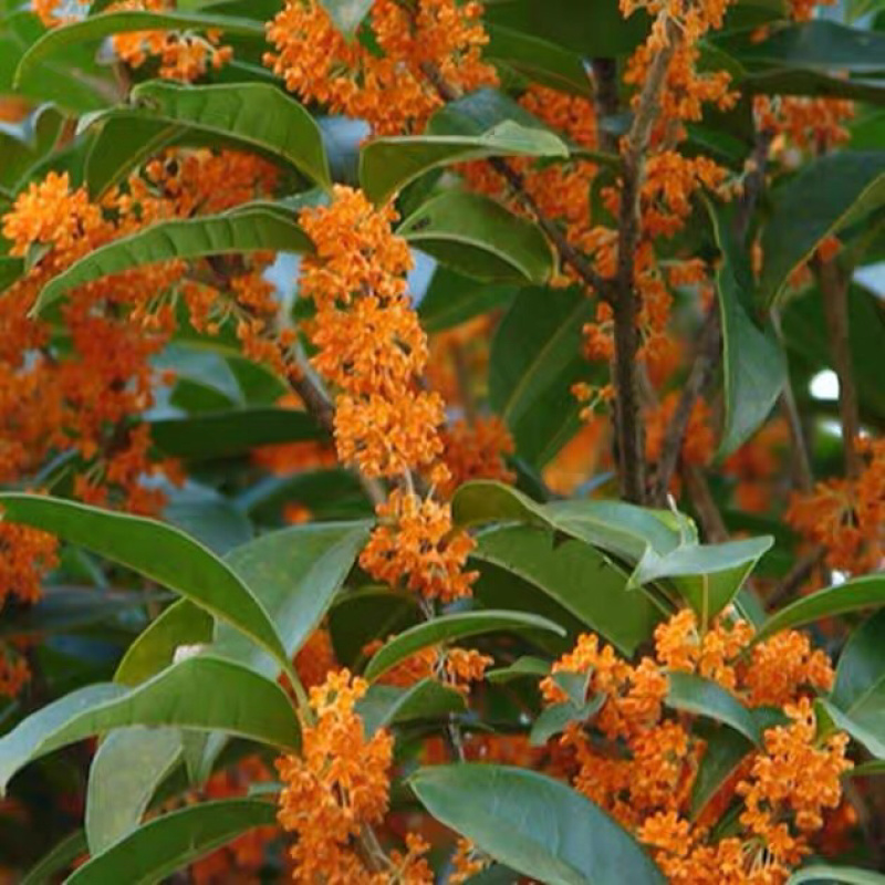 桂花树四季桂八月桂花苗沉香桂金桂庭院耐寒
