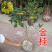 桂花树四季桂八月桂花苗沉香桂金桂庭院耐寒