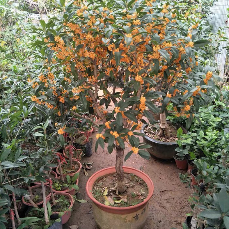 桂花树四季桂八月桂花苗沉香桂金桂庭院耐寒