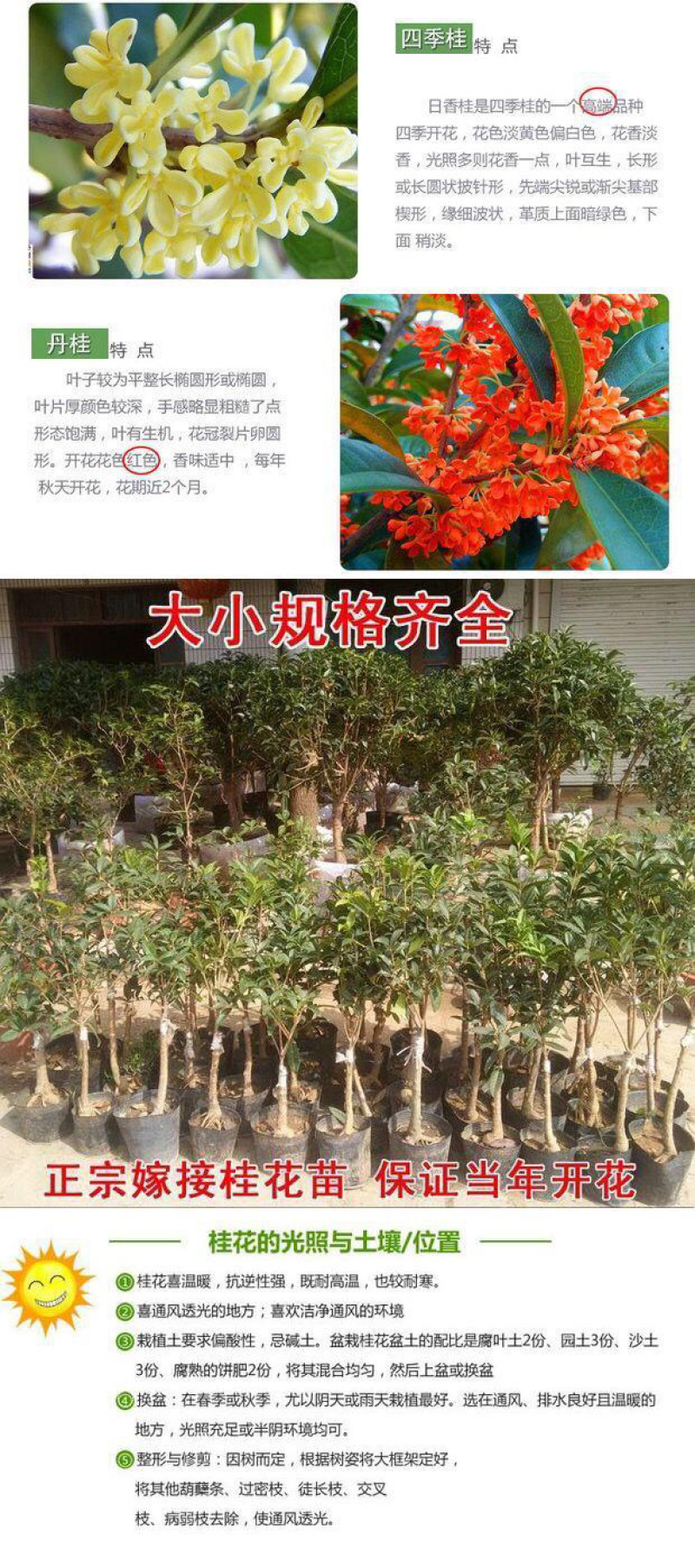 桂花树四季桂八月桂花苗沉香桂金桂庭院耐寒