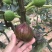 无花果苗30~50cm