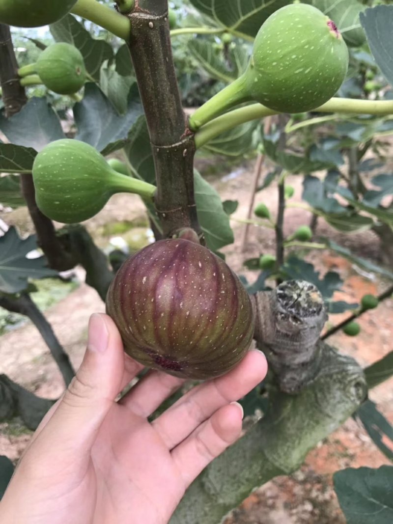 无花果苗30~50cm