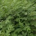 江西中花吴茱萸苗大量出售（包技术指导，回收）