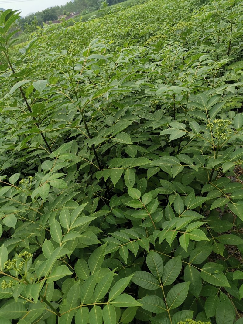 江西中花吴茱萸苗大量出售（包技术指导，回收）